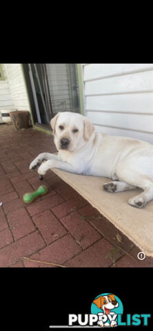 White lab for sale