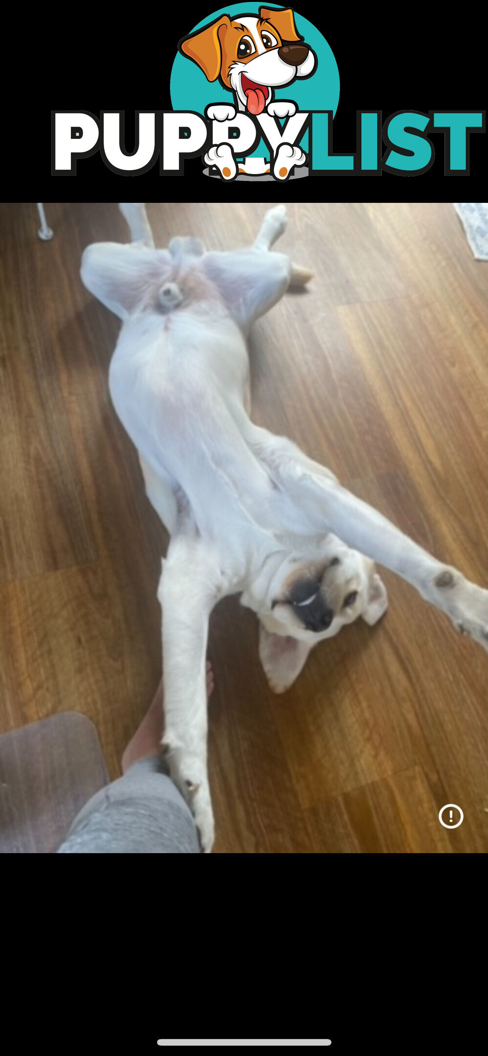 White lab for sale