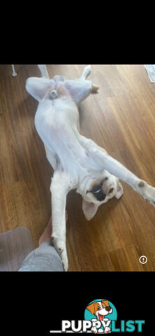 White lab for sale