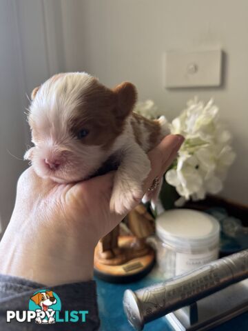 Cavalier Blenheim male puppies - pure breed