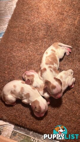 Cavalier Blenheim male puppies - pure breed