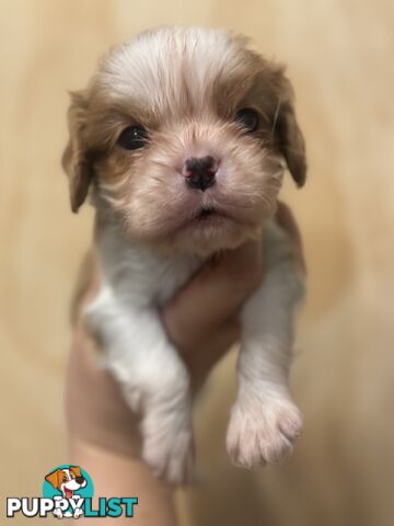 Cavalier Blenheim male puppies - pure breed