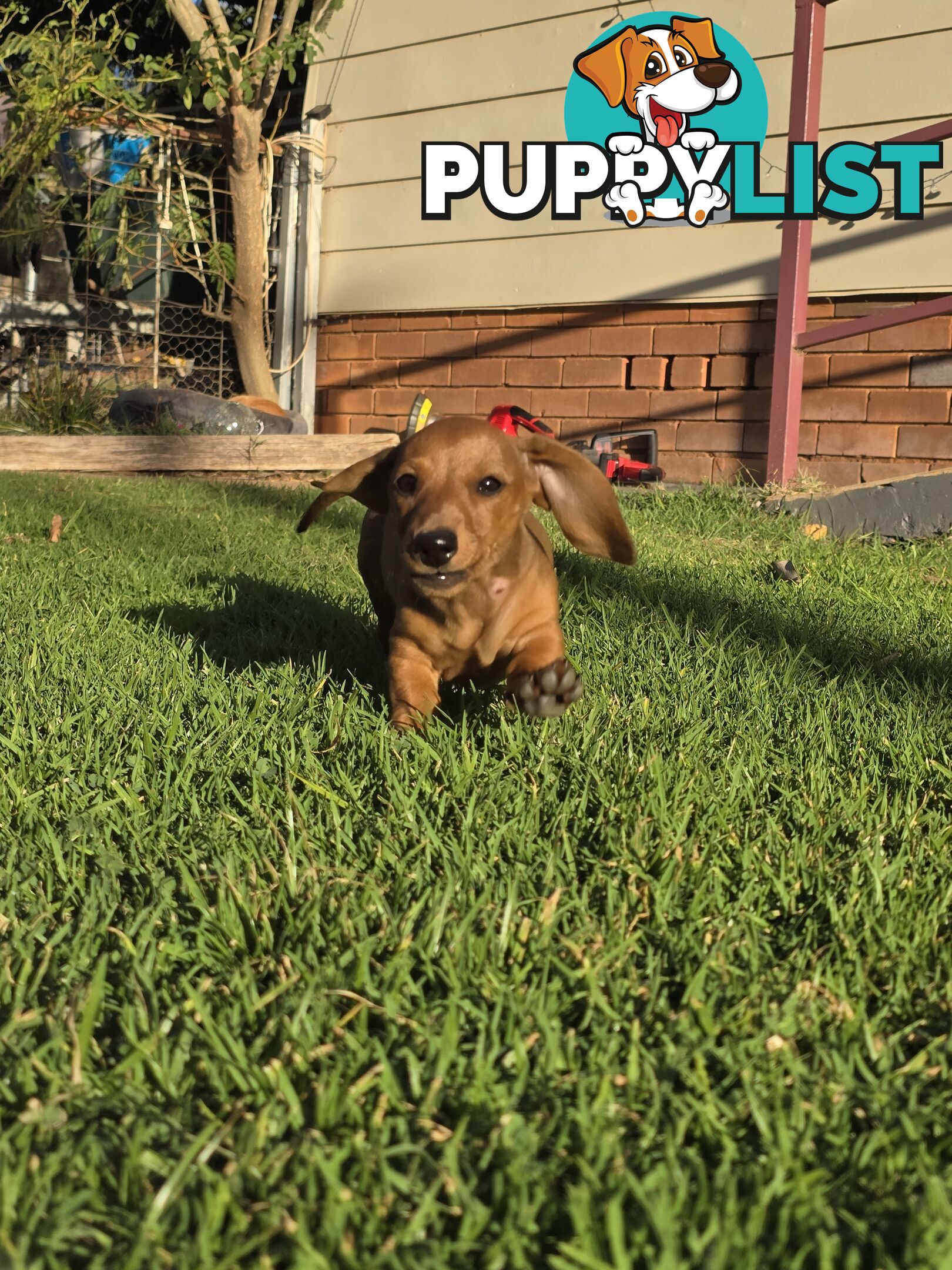 Purebred Miniature Dachshund