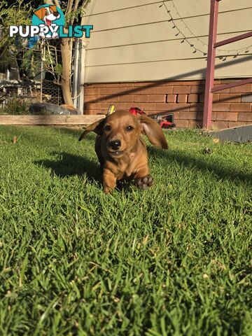 Purebred Miniature Dachshund