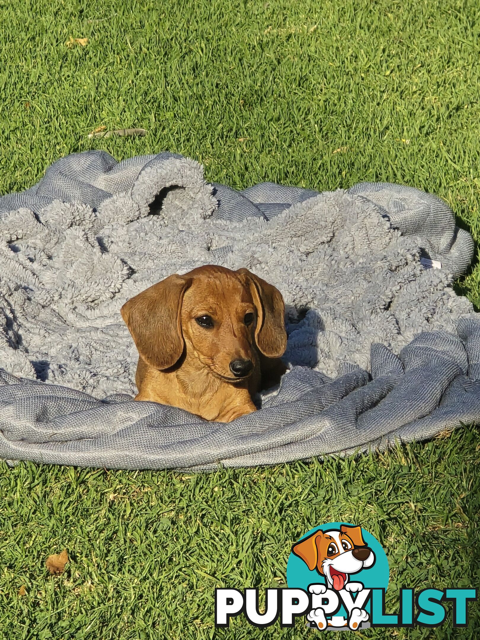 Purebred Miniature Dachshund