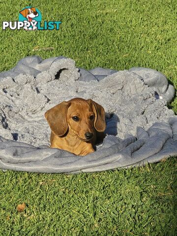 Purebred Miniature Dachshund