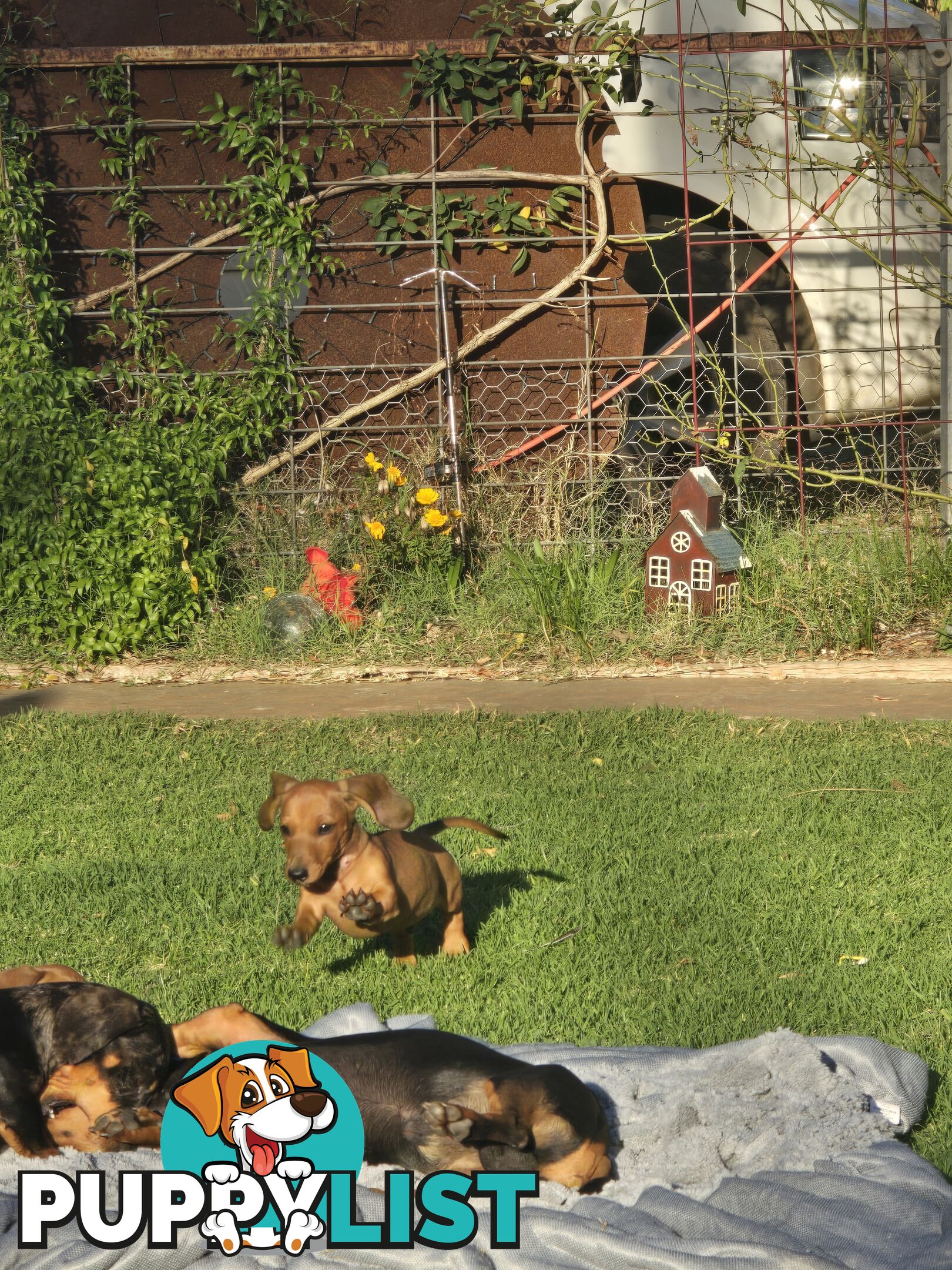Purebred Miniature Dachshund