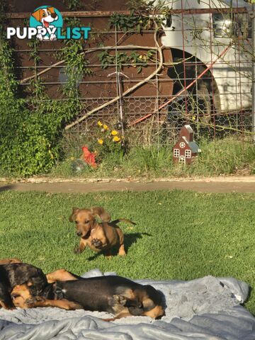 Purebred Miniature Dachshund