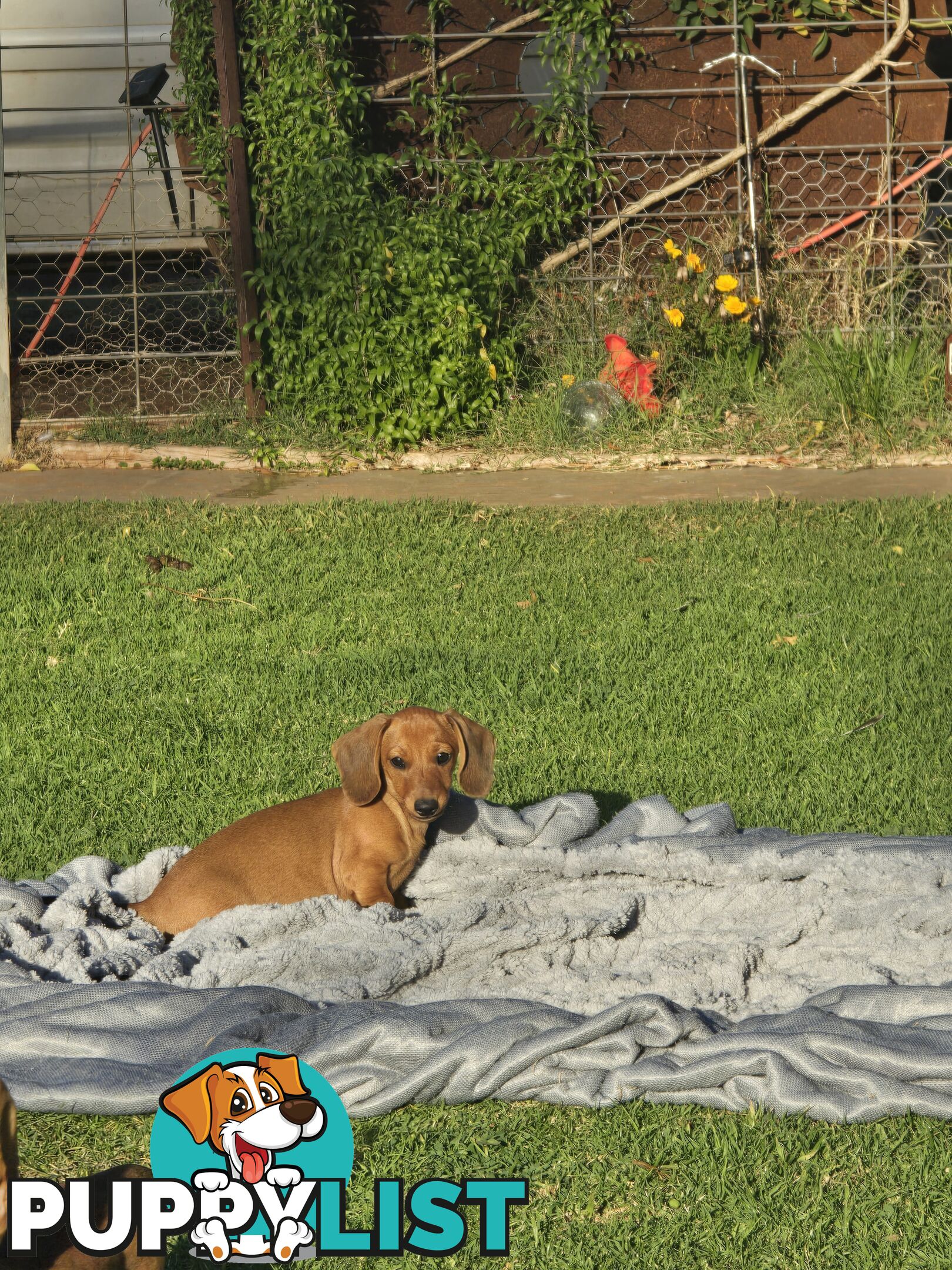 Purebred Miniature Dachshund
