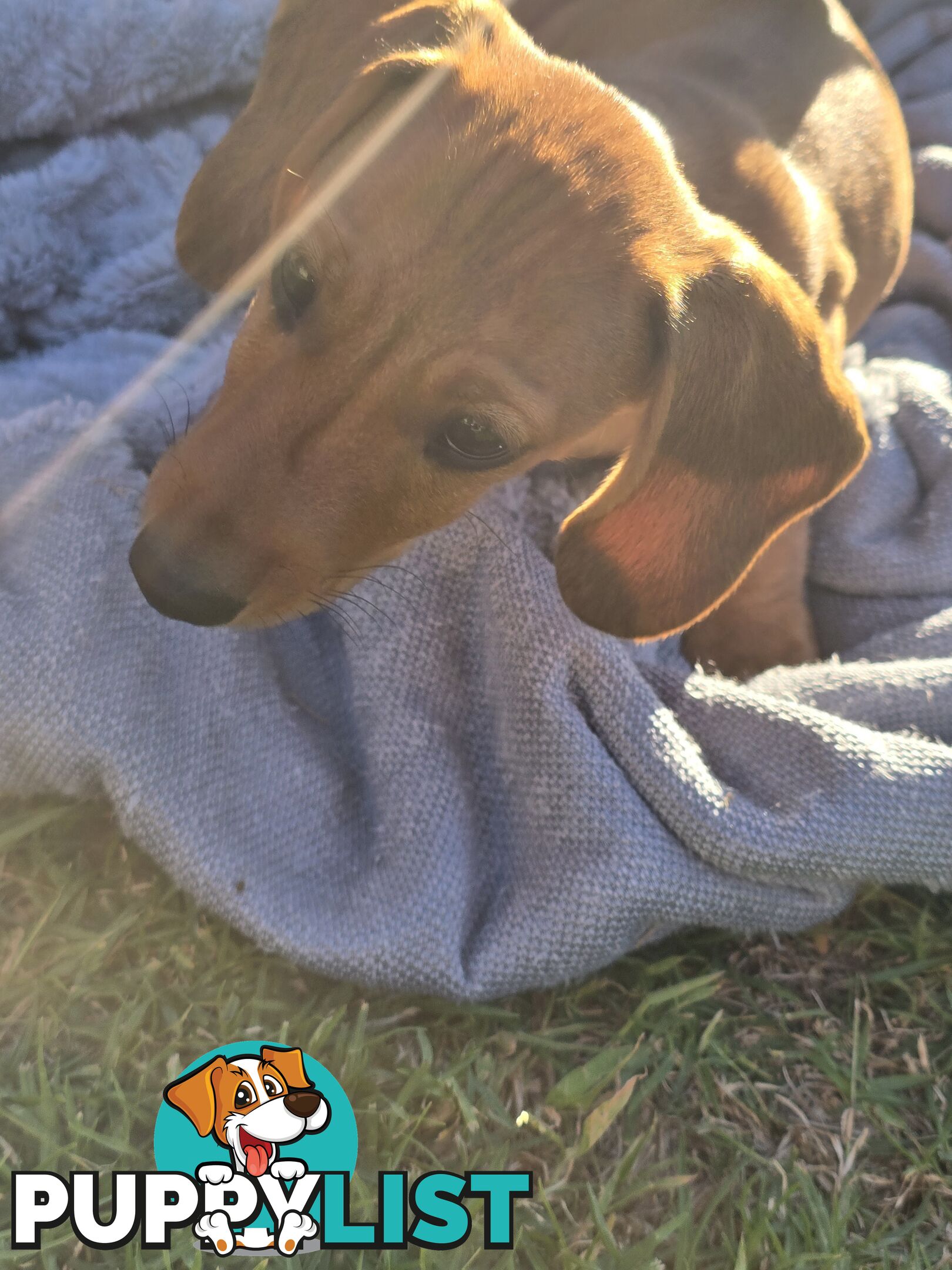 Purebred Miniature Dachshund