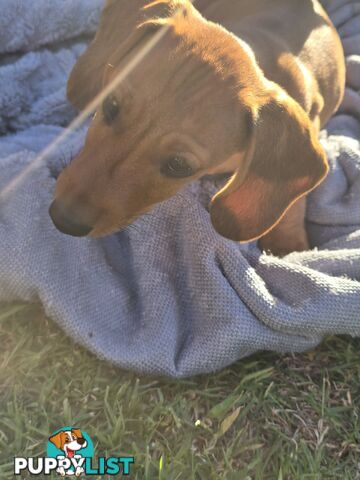 Purebred Miniature Dachshund