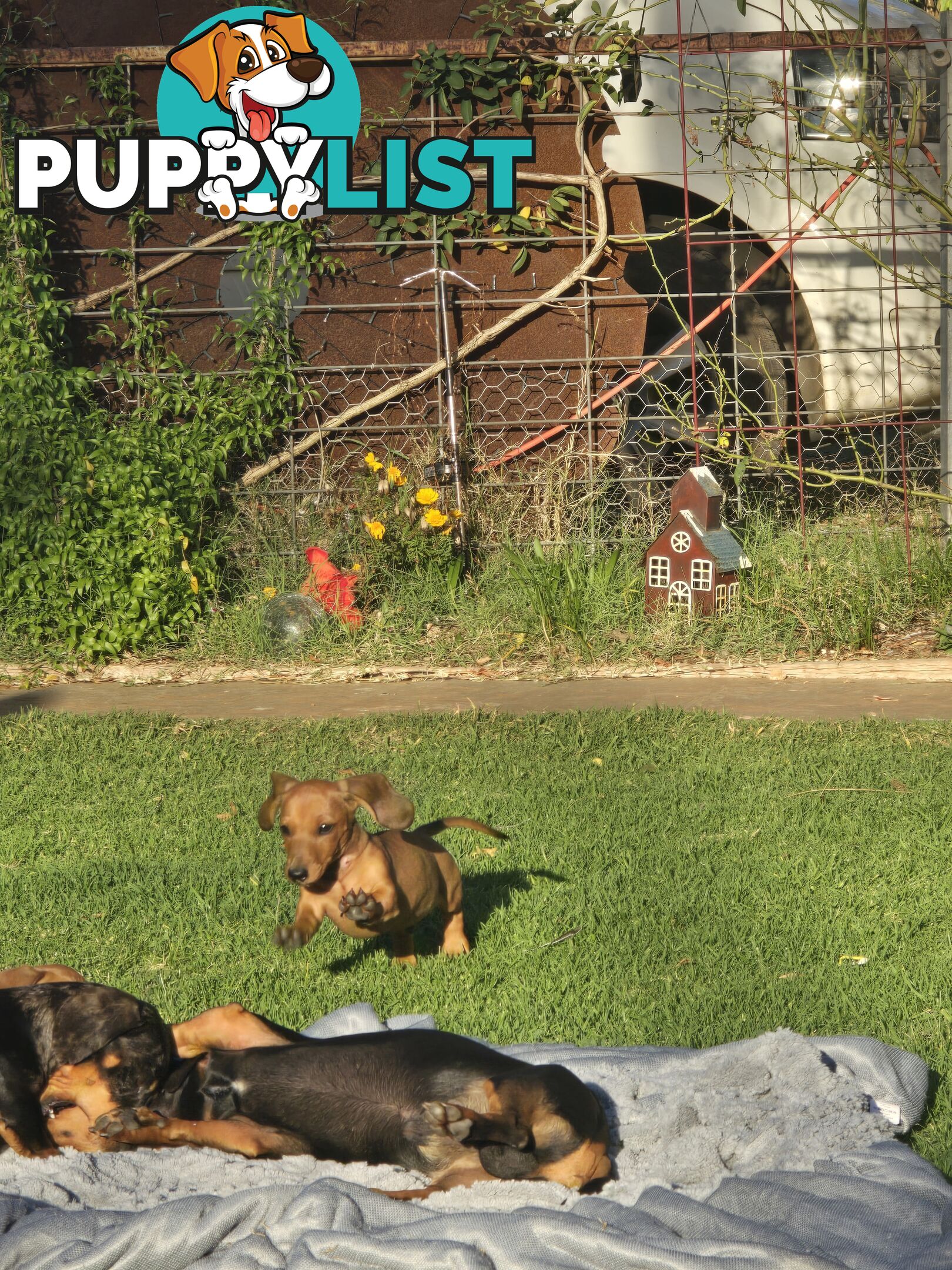 Purebred Miniature dachshund puppies