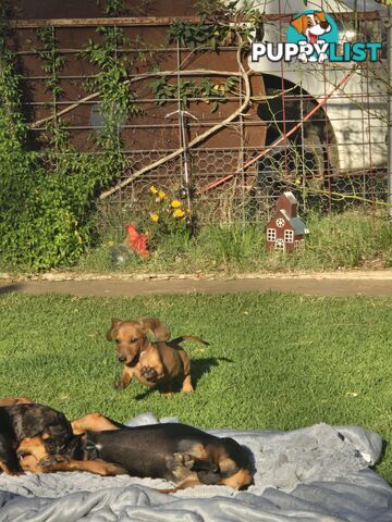 Purebred Miniature dachshund puppies