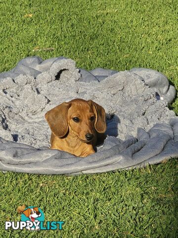 Purebred Miniature dachshund puppies