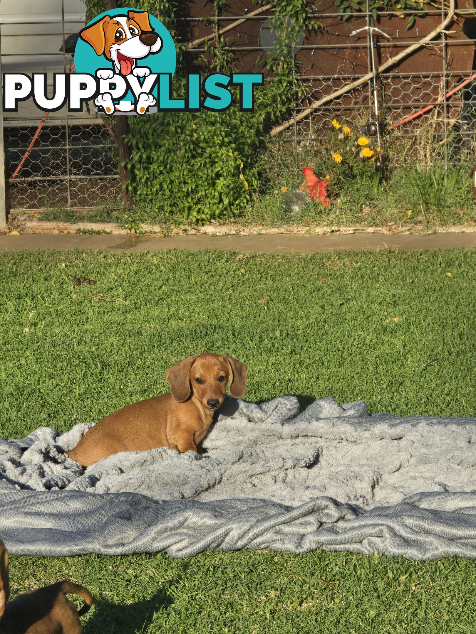 Purebred Miniature dachshund puppies