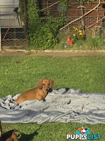 Purebred Miniature dachshund puppies