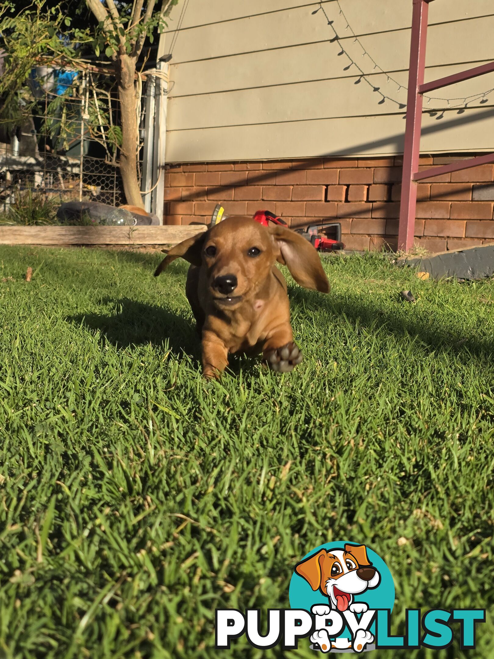 Purebred Miniature dachshund puppies