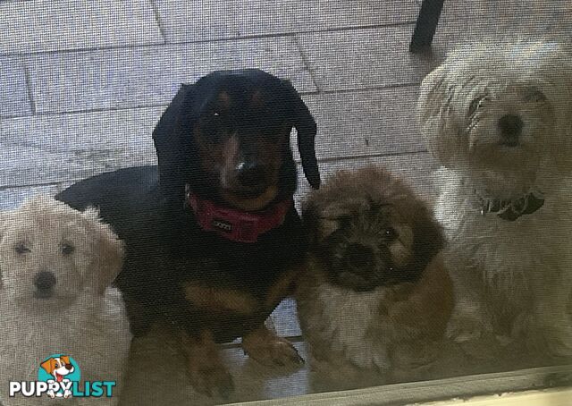 Dachshund Shitzu Males