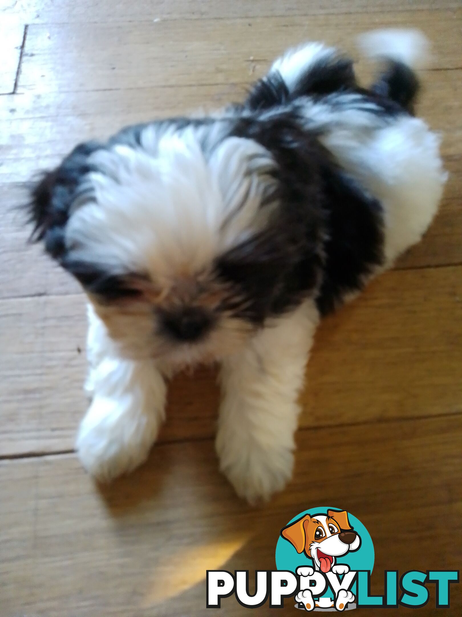 Shih-tzu puppies