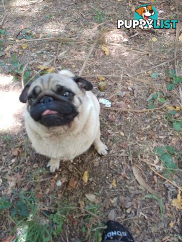 Pug female fawn