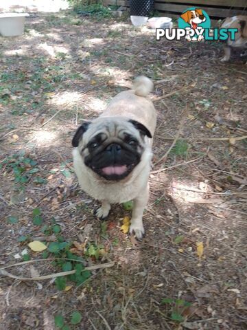 Pug female fawn