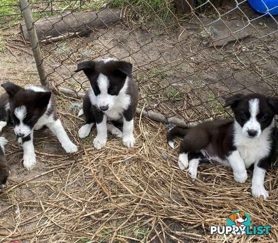 Border Collie puppies