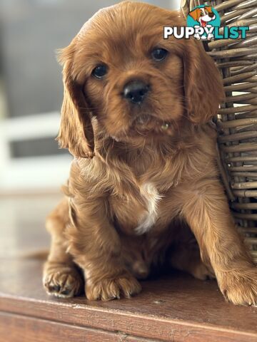 Cavalier King Charles spaniel Puppies