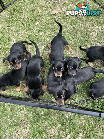 Kelpie Pups