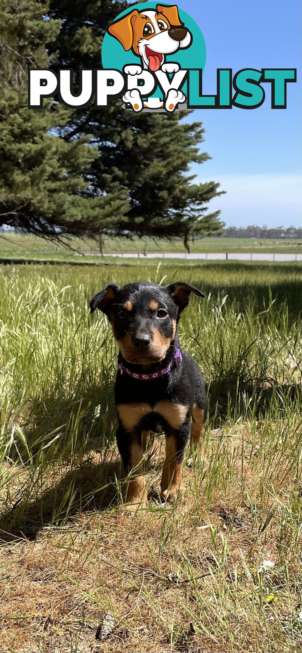 Kelpie Pups