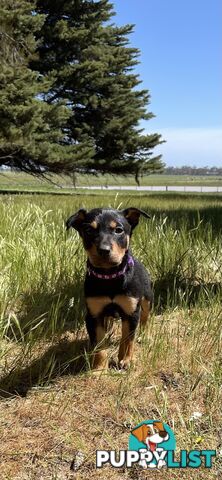 Kelpie Pups