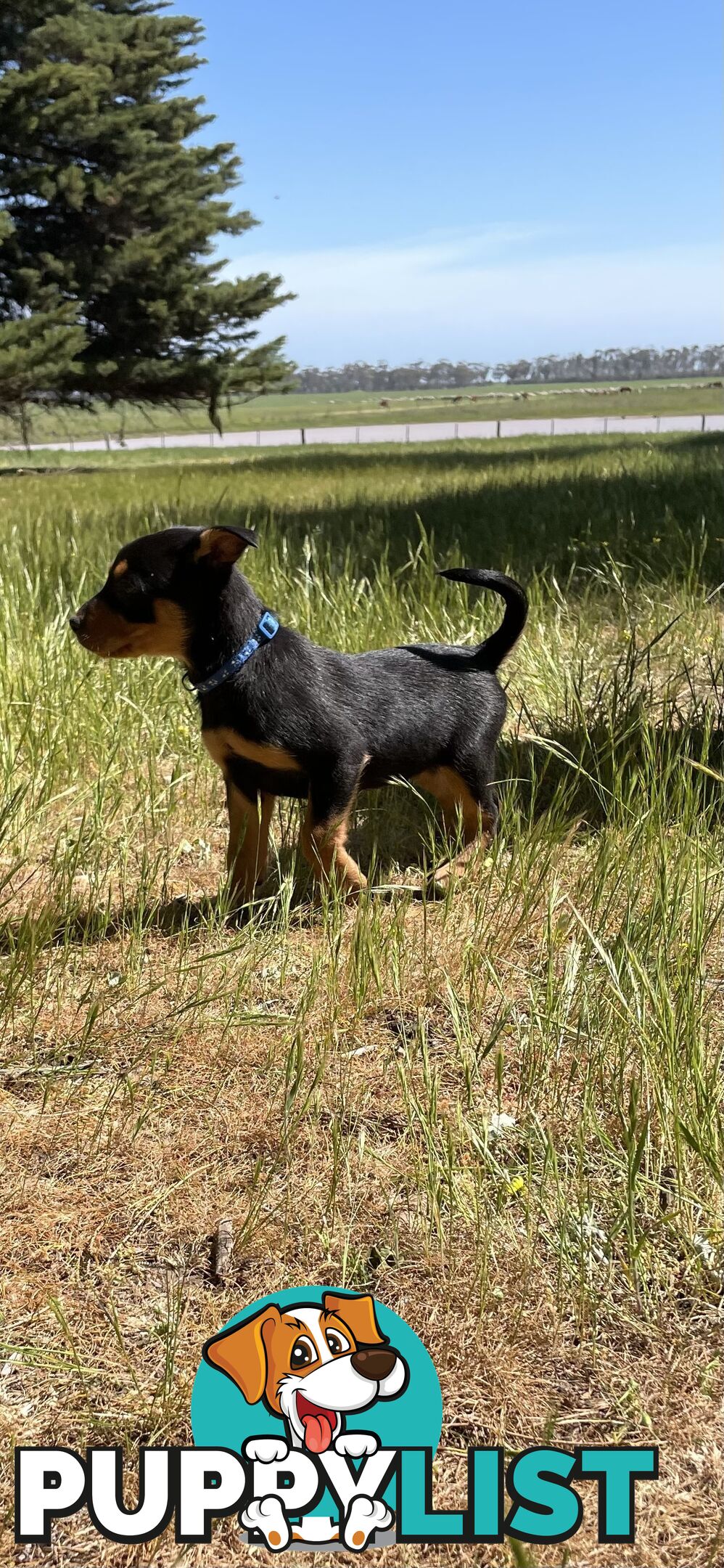 Kelpie Pups