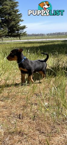 Kelpie Pups