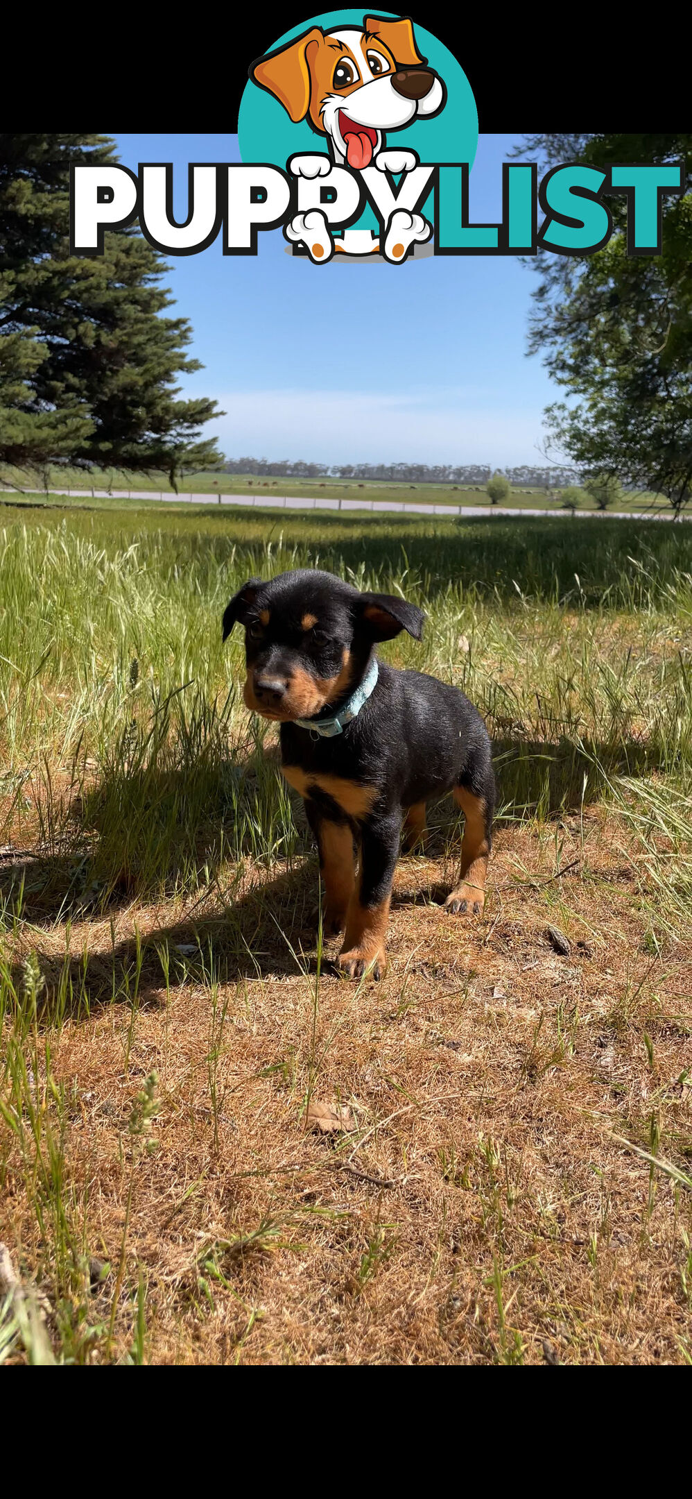 Kelpie Pups