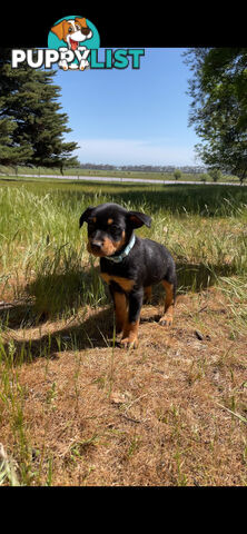 Kelpie Pups