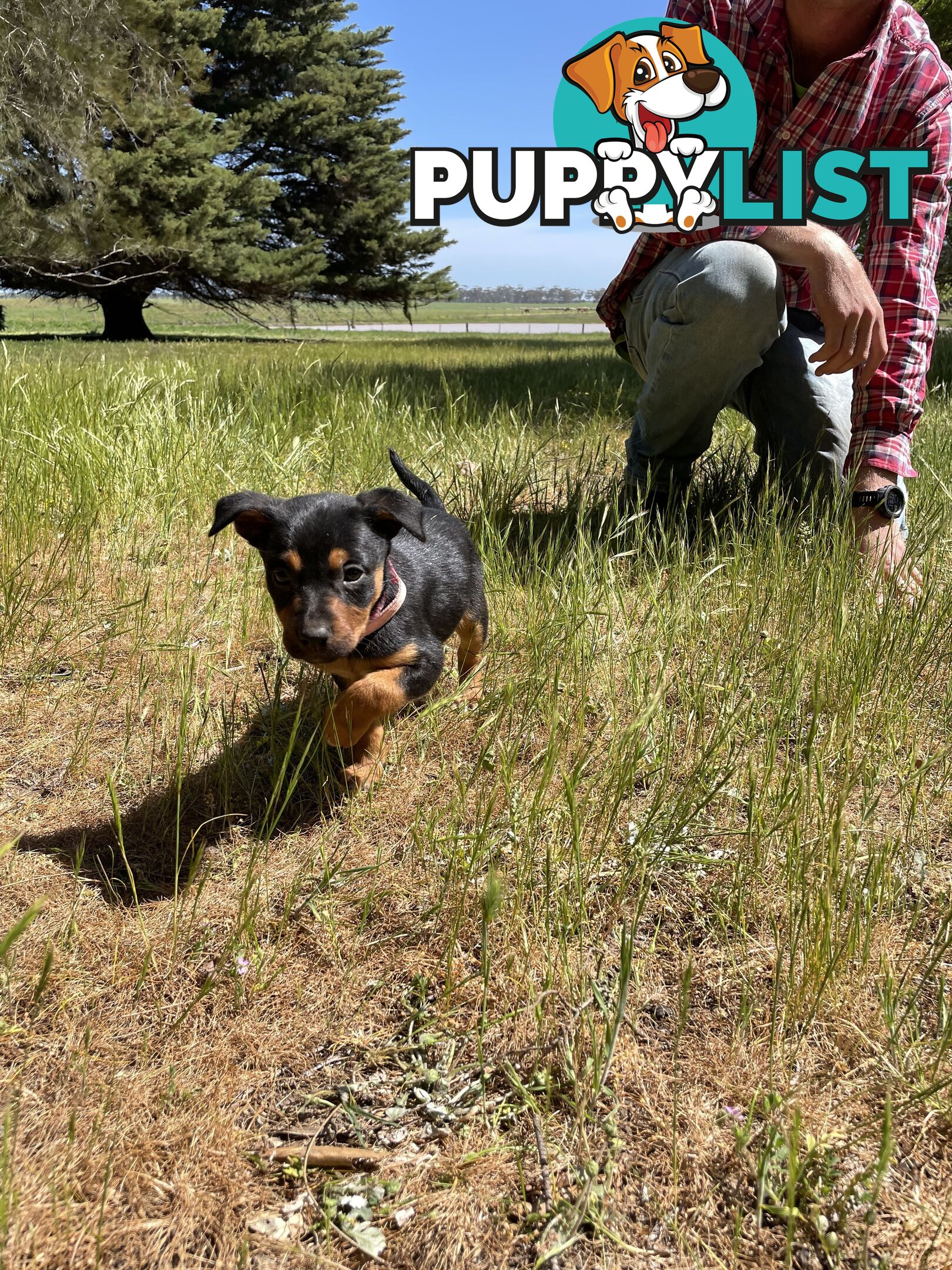 Kelpie Pups