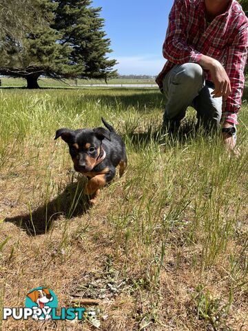 Kelpie Pups