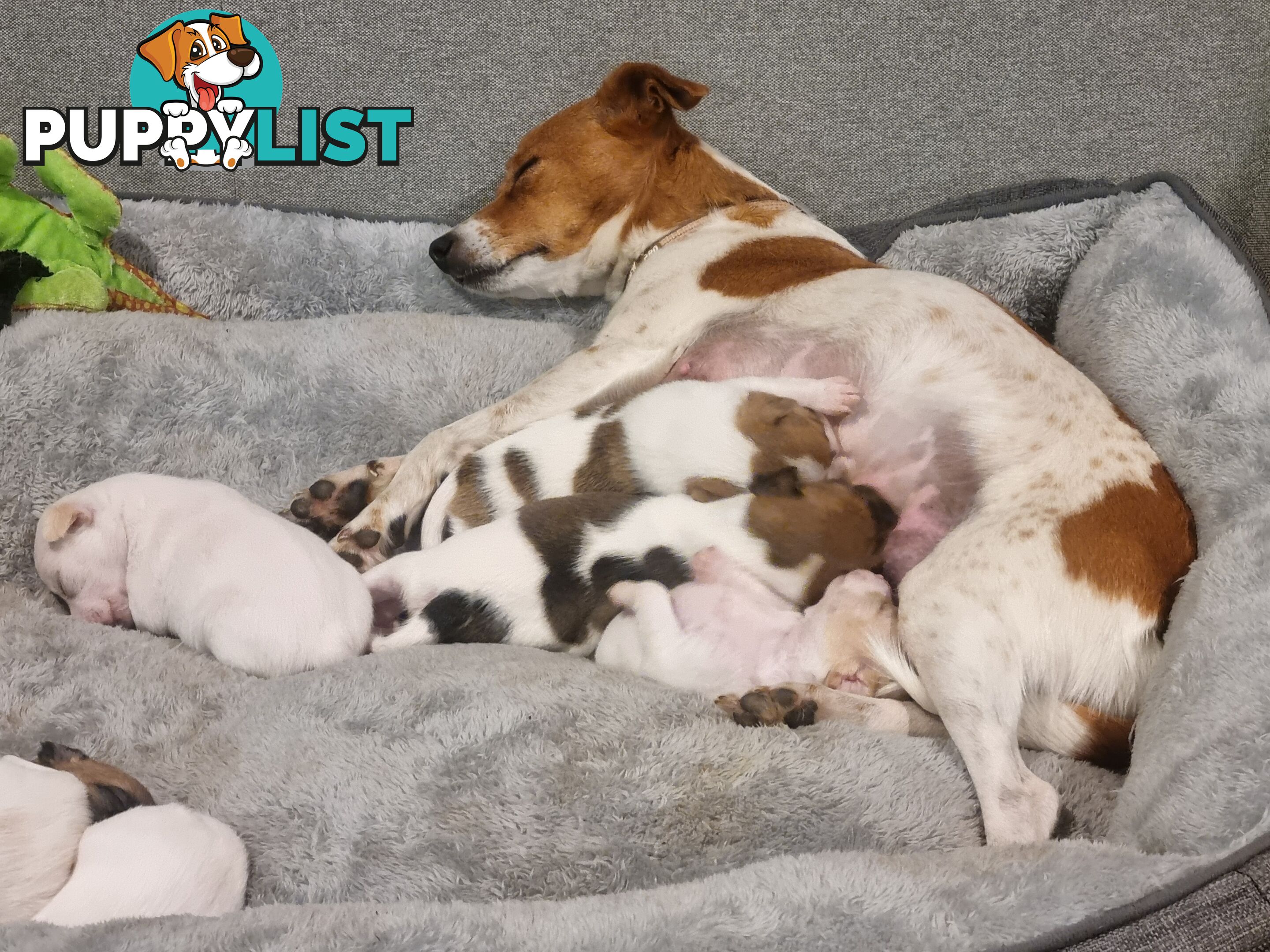 Jack Russell puppys