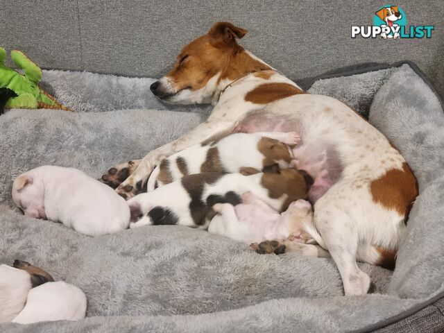 Jack Russell puppys