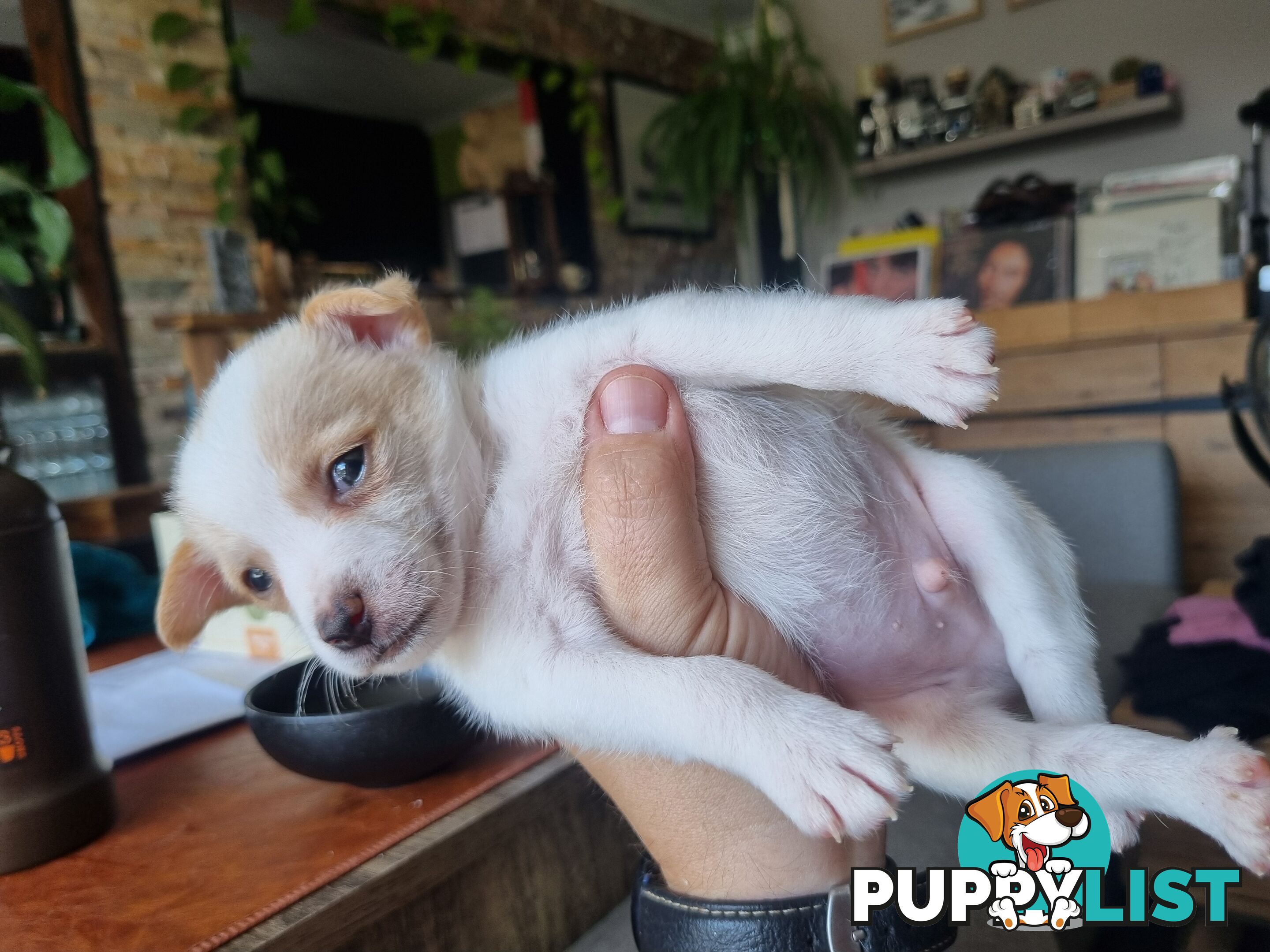 Jack Russell puppys