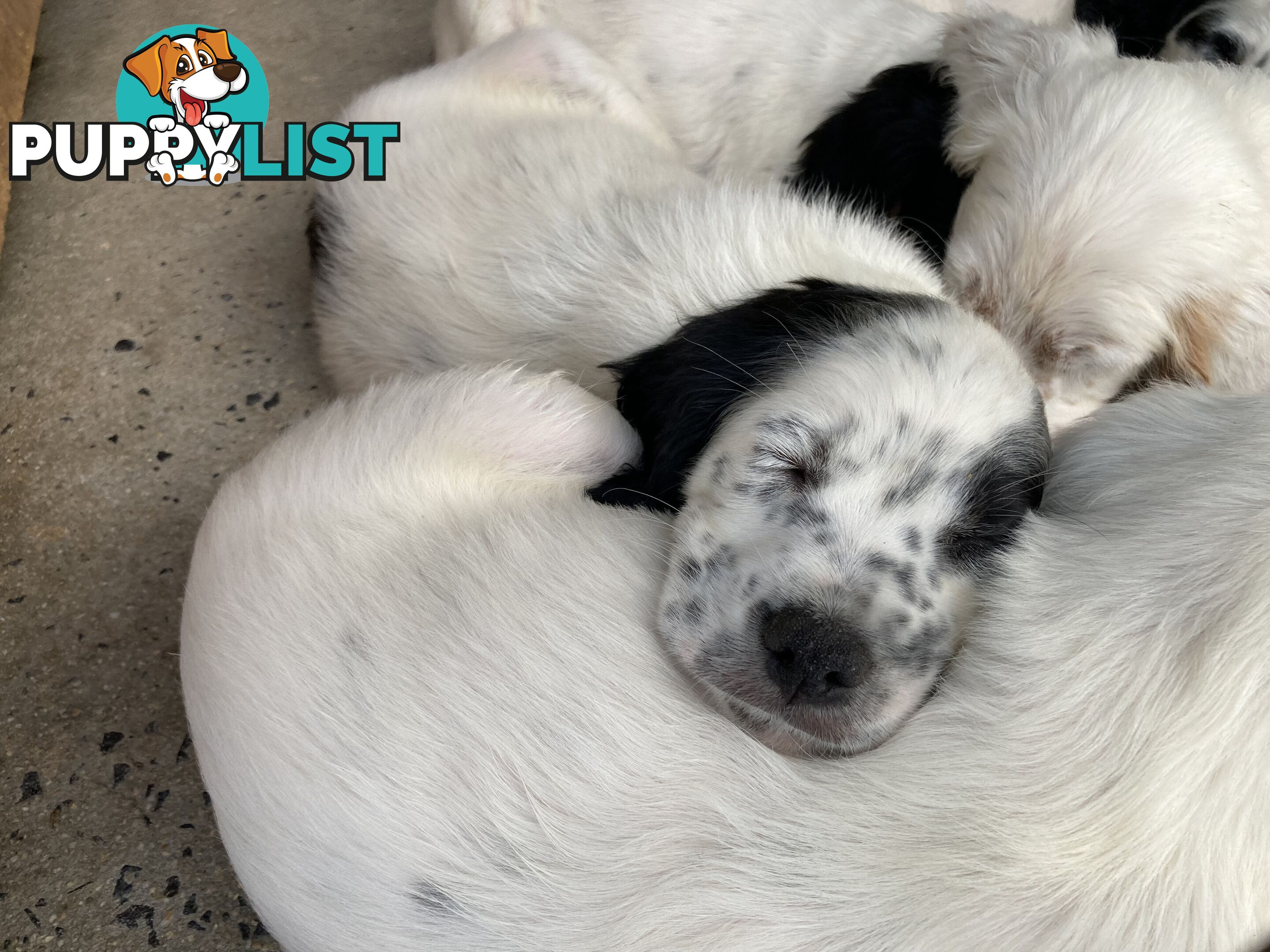 Brittany x English Setter puppies