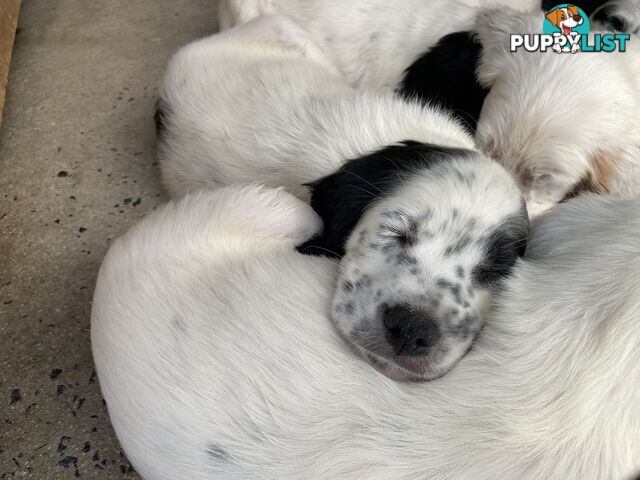 Brittany x English Setter puppies