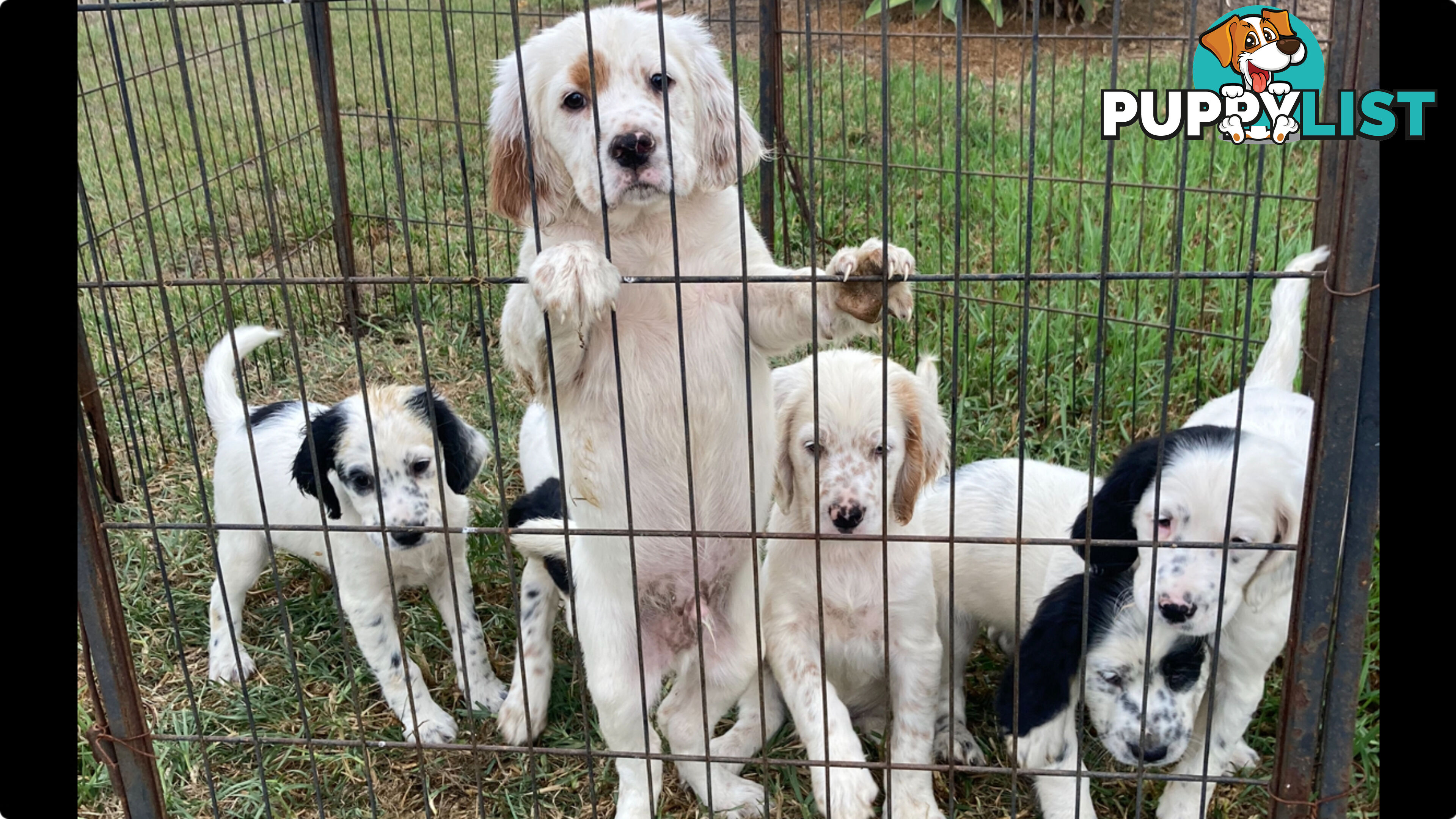 Brittany x English Setter puppies