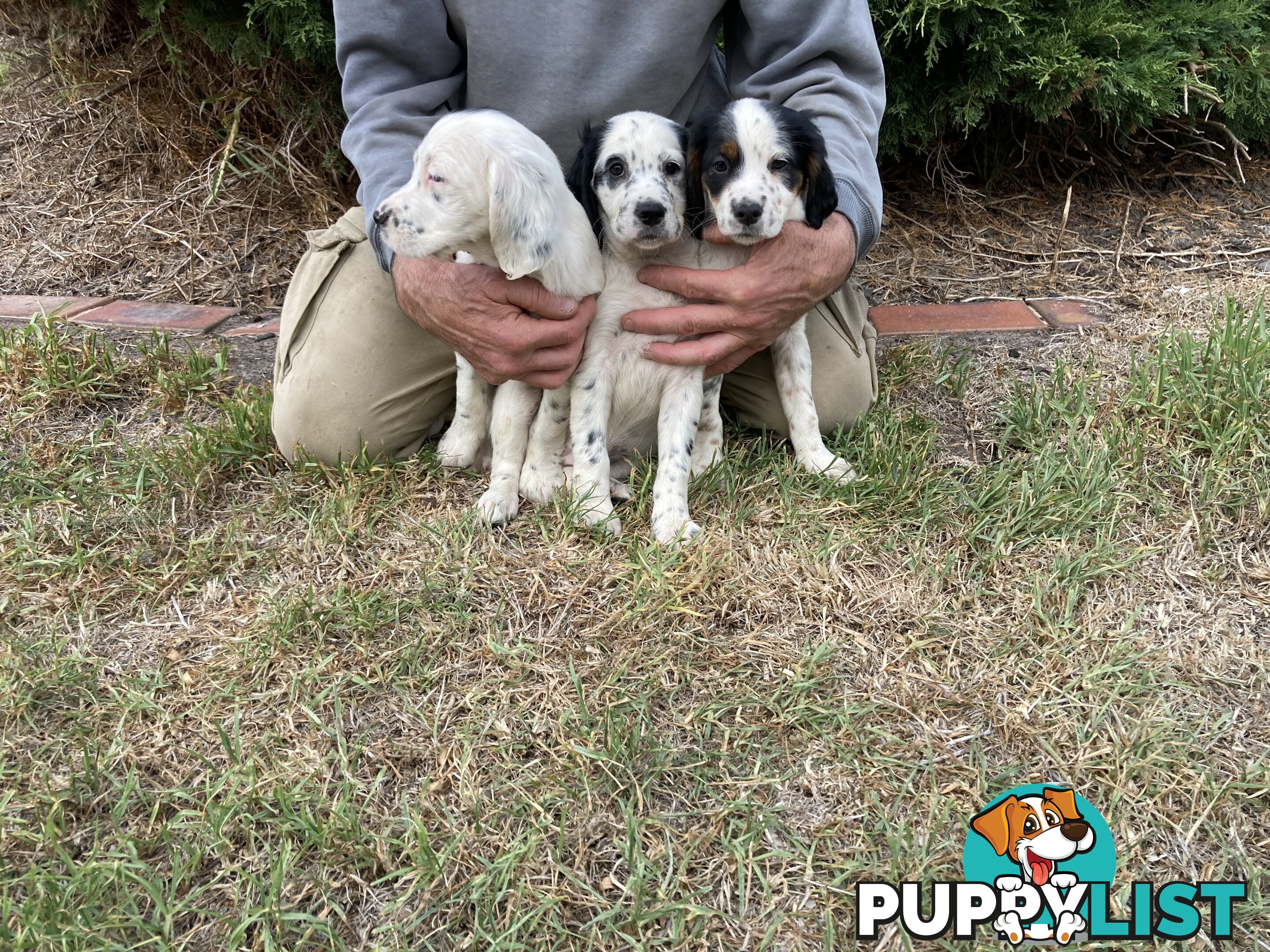 Brittany x English Setter puppies