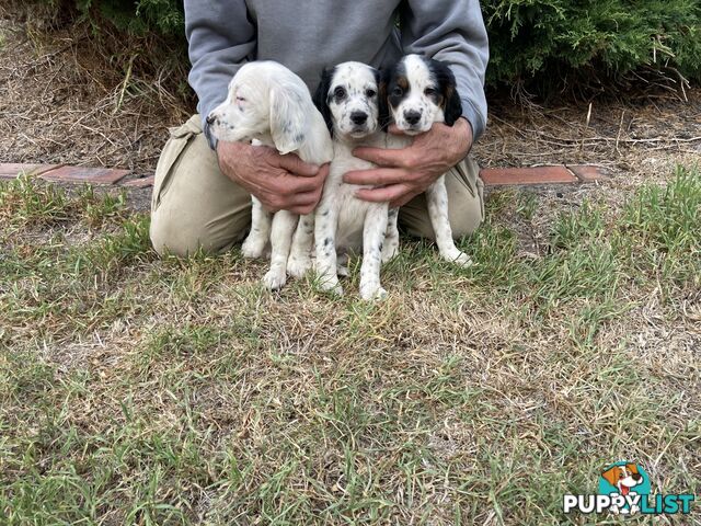 Brittany x English Setter puppies