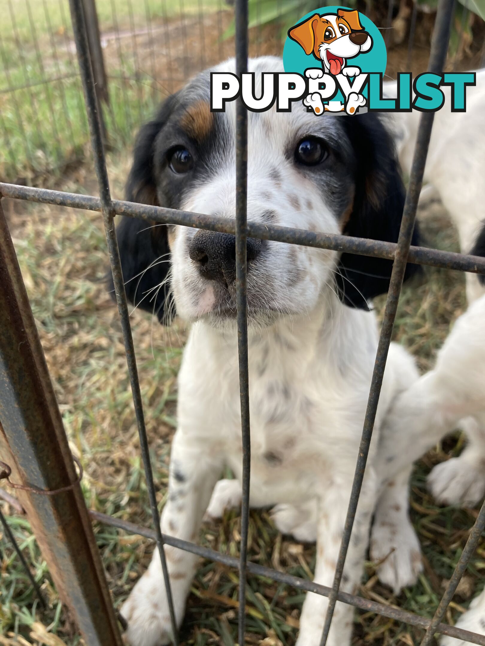 Brittany x English Setter puppies