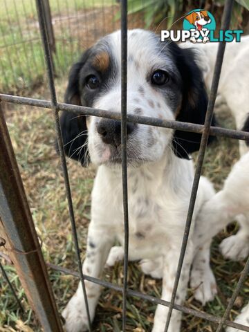 Brittany x English Setter puppies