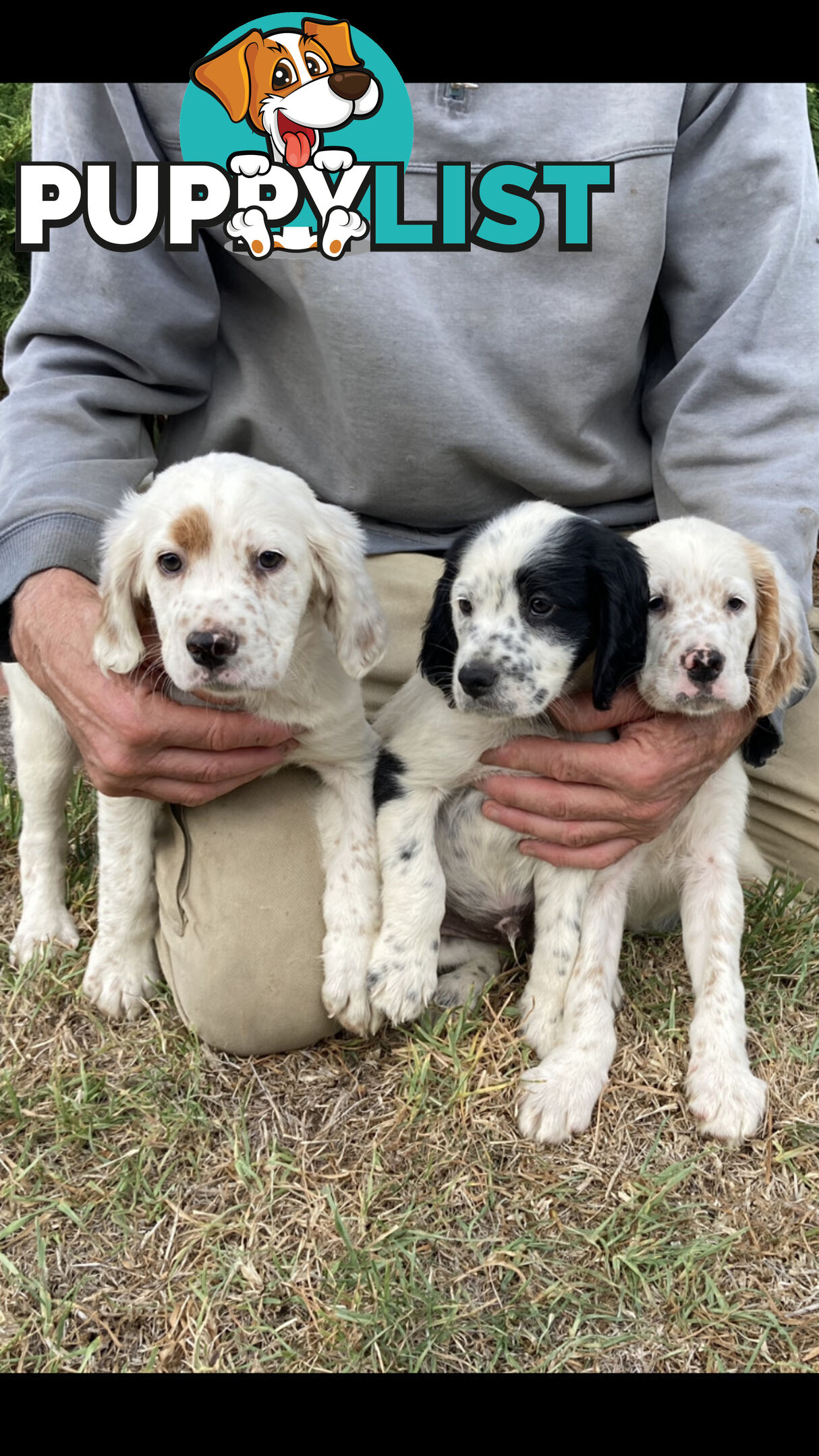 Brittany x English Setter puppies