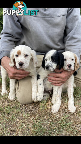 Brittany x English Setter puppies