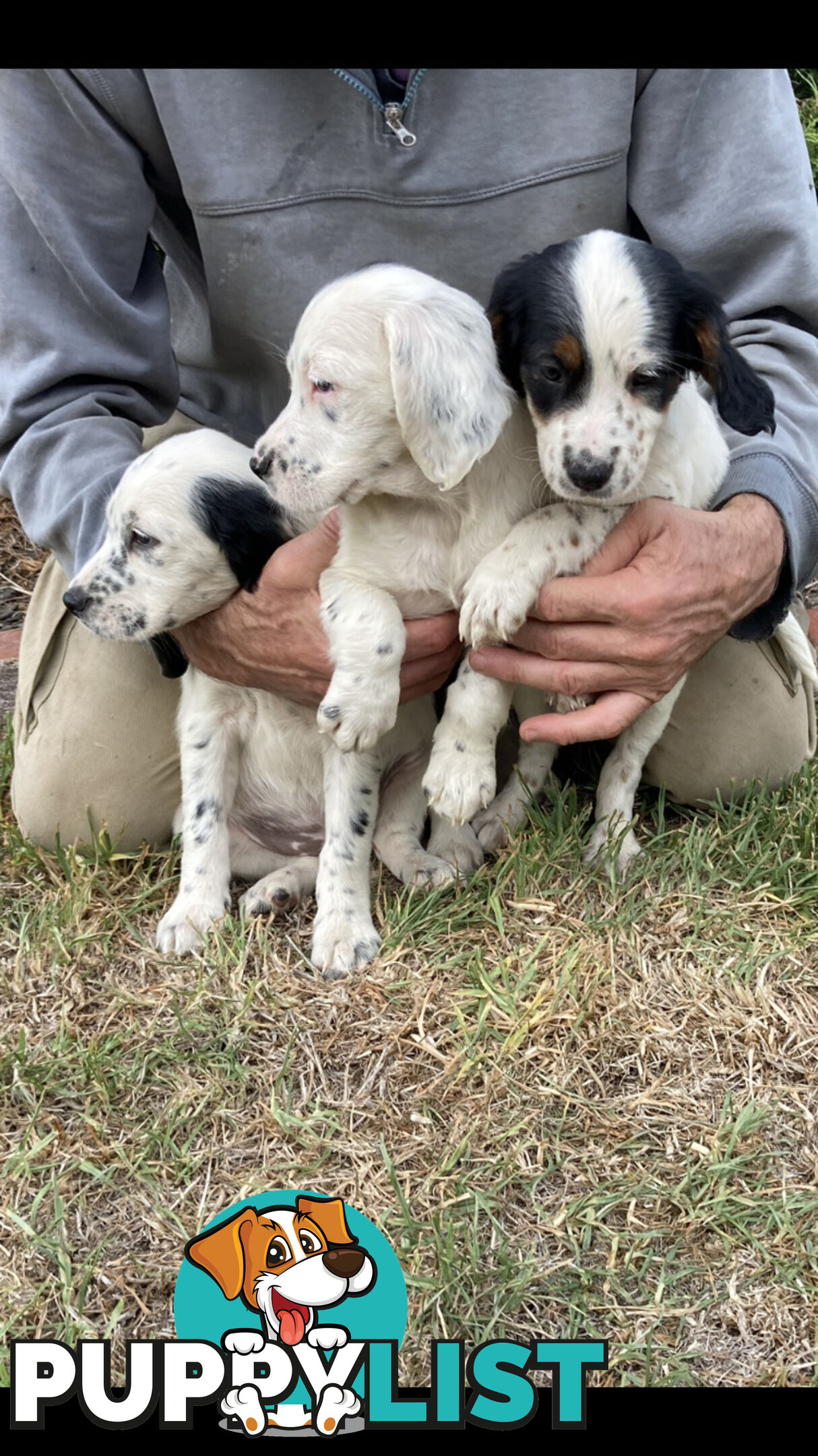 Brittany x English Setter puppies