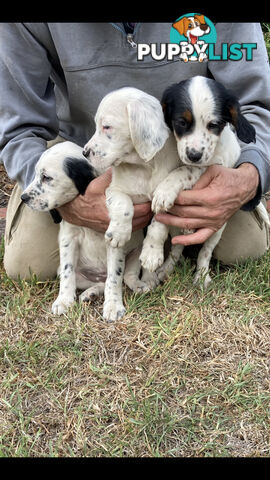 Brittany x English Setter puppies